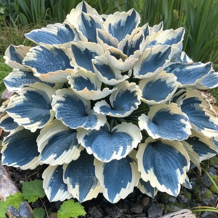 🔥2025 Garden Must-Have🌾 Perennial Coleus Ornamental Grass Seeds🌱