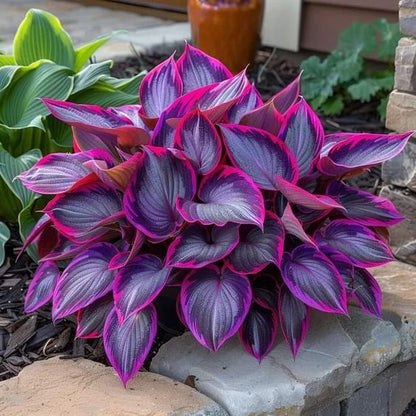 🔥2025 Garden Must-Have🌾 Perennial Coleus Ornamental Grass Seeds🌱